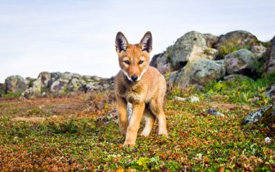 Ethiopian Wolves with Will Burrard-Lucas